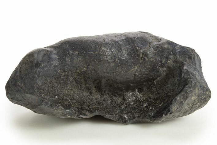 Large, Fossil Whale Ear Bone - South Carolina #325704